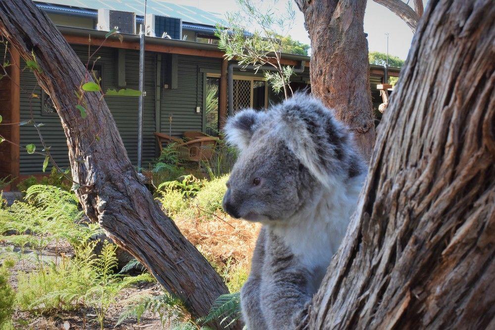 Kangaroo Island Wilderness Retreat Flinders Chase Eksteriør billede