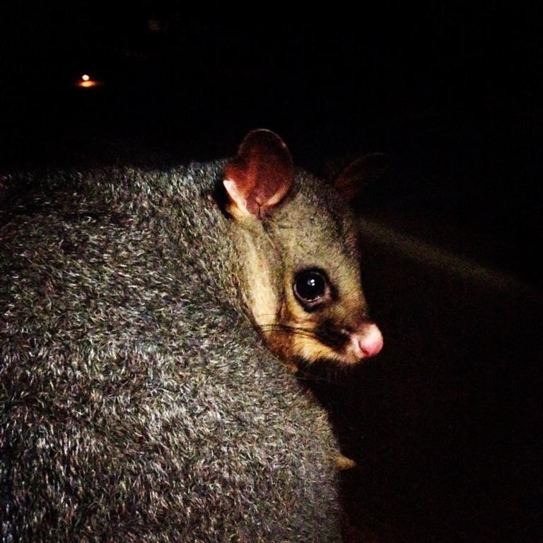 Kangaroo Island Wilderness Retreat Flinders Chase Eksteriør billede